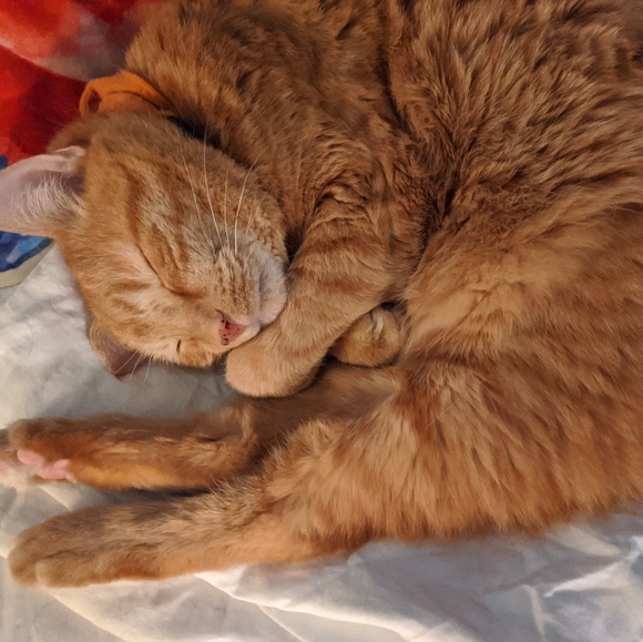 Meet your Posher, Karen Theresa - Picture 5 of 7